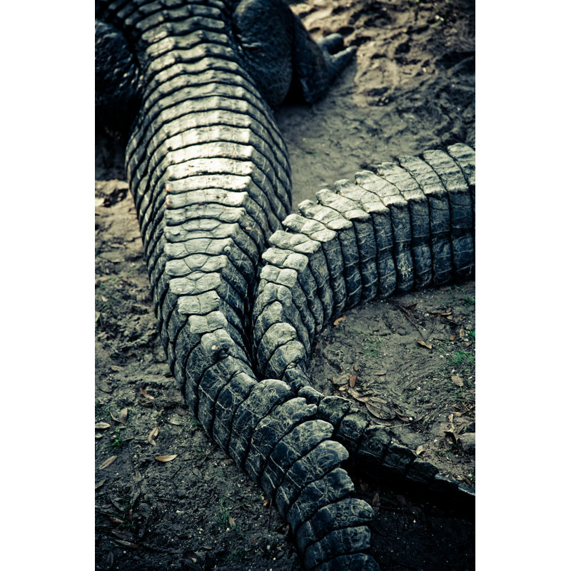 Alligators tail, 91cm H x 61cm W x 3.8cm D