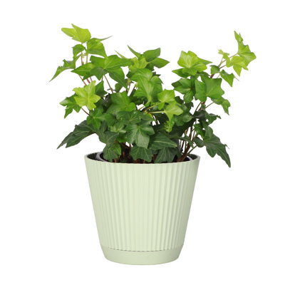Thorsen's Greenhouse Live Green Ivy Plant in Ruffle Pot, 4-inch Diameter