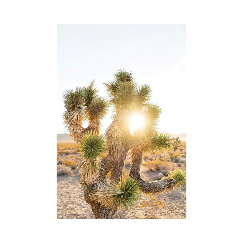 Joshua Tree Sunrise by Bethany Young - Print on Canvas, Wrapped Canvas, 45.72cm H x 30.48cm W x 1.91cm D