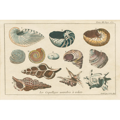 Shell Etchings I - Wrapped Canvas Painting