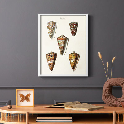 Impression encadrée «Cone Shell Collection II» - bois massif