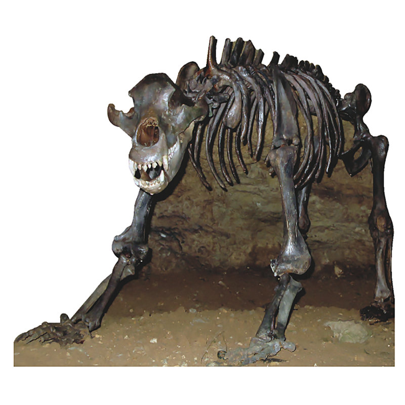 Sp12129 Cave Bear Skeleton Fossil