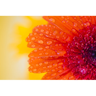 Close Detail of Orange Gerbera by Jeja