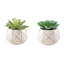Ensemble de plantes grasses artificielles Gamache