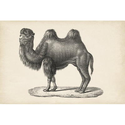 Brodtmann Camel - Drawing