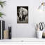 Rhinocéros africain blanc Brampt-108229410