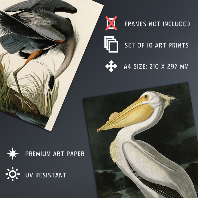 Vintage Audubon Birds Flamingo Pelican Heron 10-Piece Set Unframed Wall Art Prints Bathroom Bedroom Aesthetic Avian
