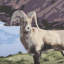 Parc national - Glacier par Mark Chandon, reproduction d'art encadrée sous verre-123336344