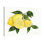 Aylei «Citrus Garden VI», impression sur toile tendue