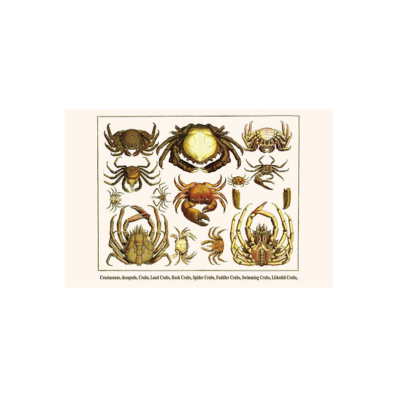 " Crustaceans Decapods Crabs Land Crabs ", 28" H x 42" W x 1.5" D