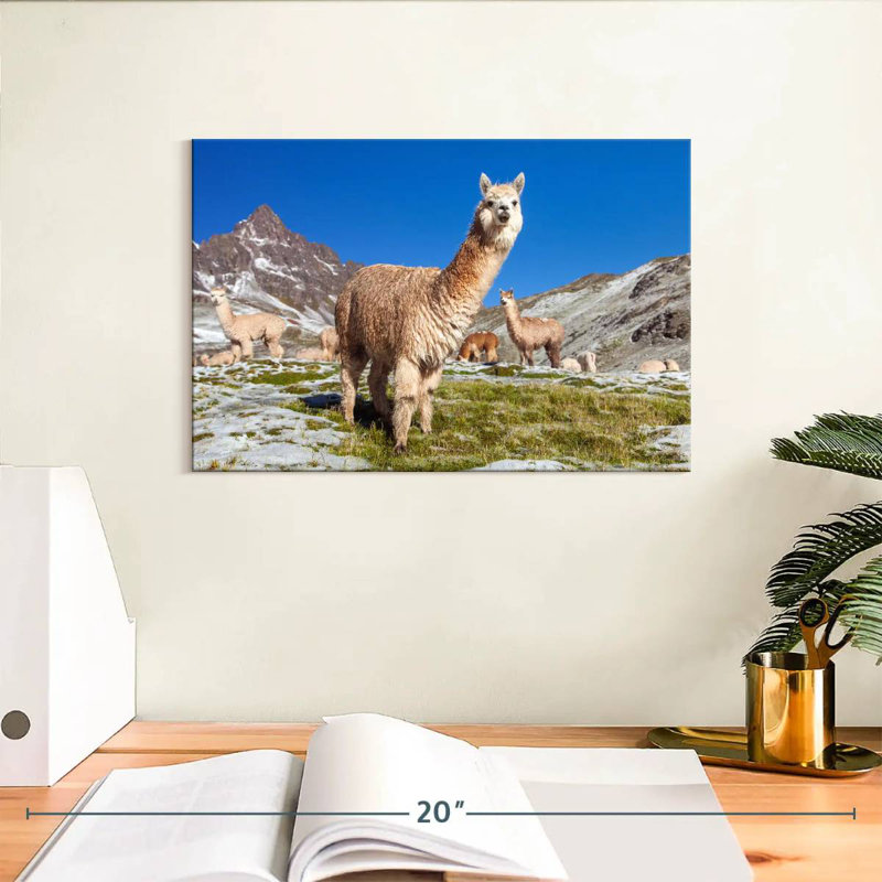 Lamas des Andes Brampt, H 8 po x l 12 po