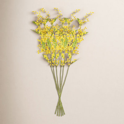 Anacortes Mimosa Stems