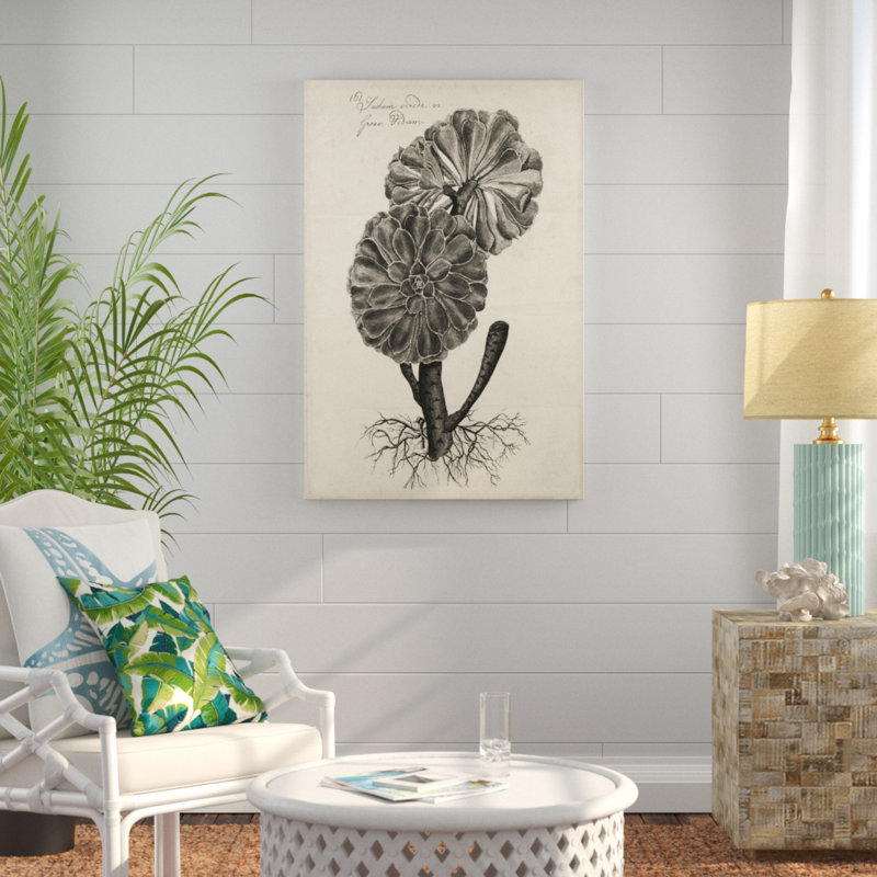 Thornton Succulents II by Robert J. Thornton - Drawing Print Print, 30cm H x 20cm W, Wrapped Canvas