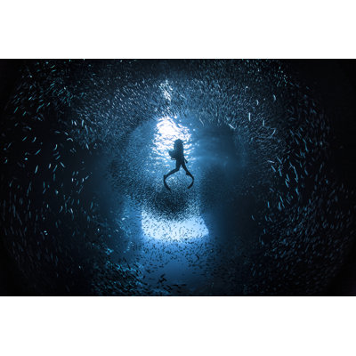 Free Diver Swimming by Philip Thurston