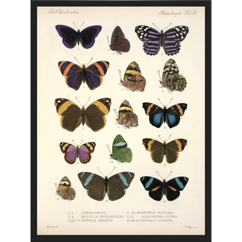 Frederick Du Cane - Single Picture Frame Print