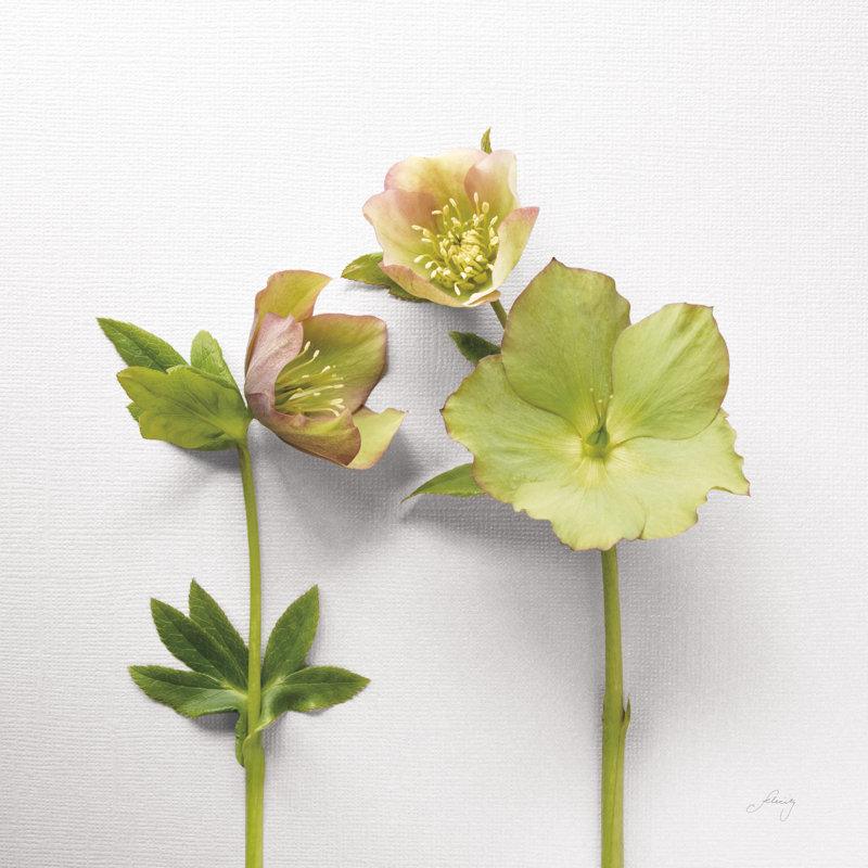 Hellebore Study IV, H 36 po x l 36 po x P 1,25 po