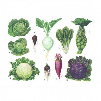 Légumes botaniques rétro