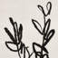 Sprig I by Coup D'esprit-1770249133