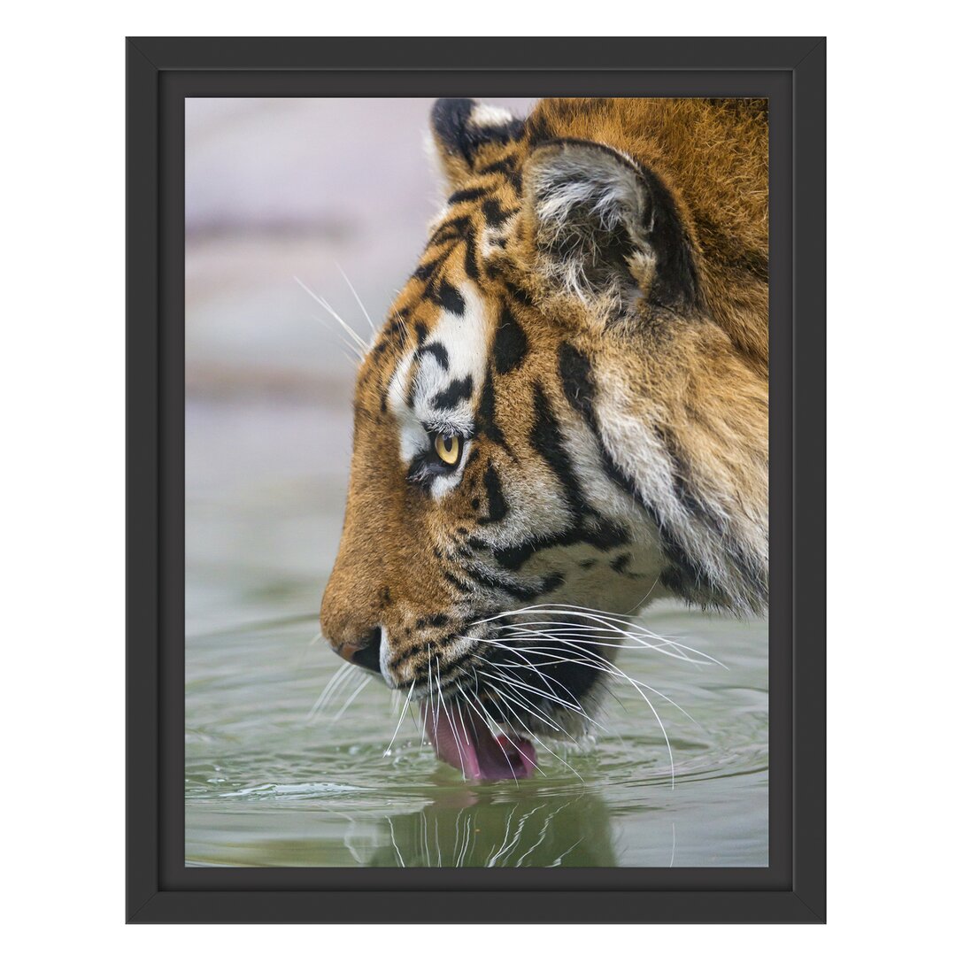 Gerahmtes Wandbild Tiger am Wasserloch