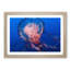 Jellyfish in Pink & Blue in Abstract - Framed Print-55767502-55767505