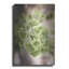 Red Barrel Studio® «Sprouting Ginkgo II» par Debra Van Swearingen, art mural en métal-933961700