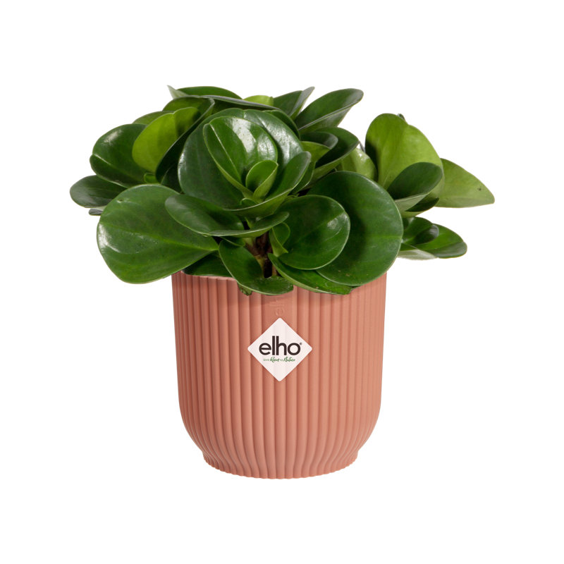 Pot Planter, Delicate Pink, 8.8cm H x 9.3cm W x 9.3cm D