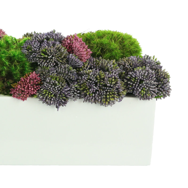 Multi Colored Sedum In White Planter, 7" H x 17" W x 6" D, Rectangular
