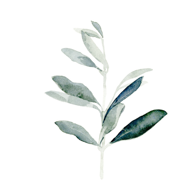 Summer Olive Branch I 1 Piece Wrapped Canvas Painting, 76cm H x 76cm W x 3.8cm D