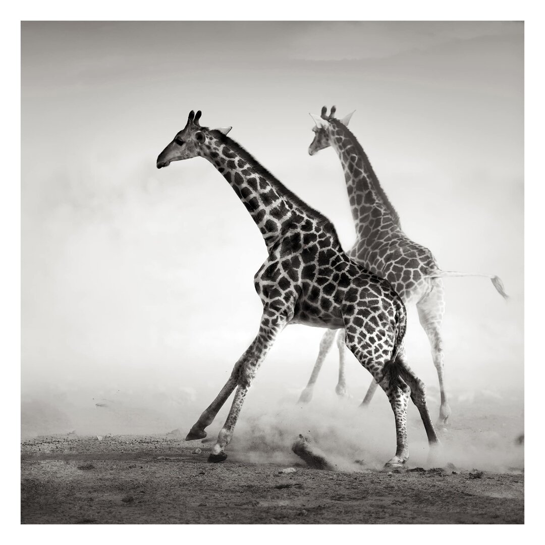 Strukturierte Fototapete Giraffe Hunt 2,88 m x 288 cm