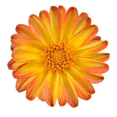 Fleur de dahlia avec pétales jaunes oranges - photographie sur toile tendue