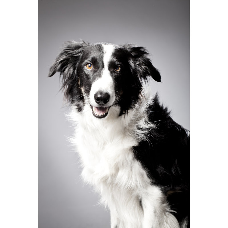 Portrait of a Border Collie, 46cm H x 30cm W