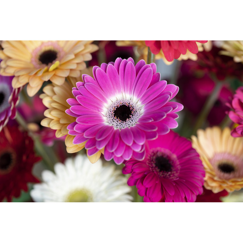 Bouquet de gerberas - Photographie sur toile tendue, H 8 po x l 12 po