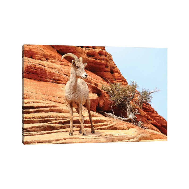Desert Sheep by Brian Wolf - Wrapped Canvas Print, 20.32cm H x 30.48cm W x 1.91cm D