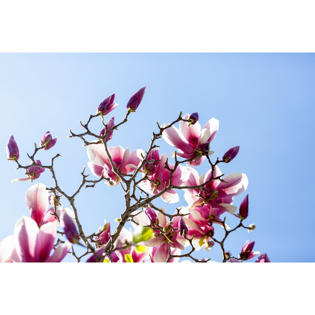 Magnolienblüten und Knospen von Imamember - Leinwandbild