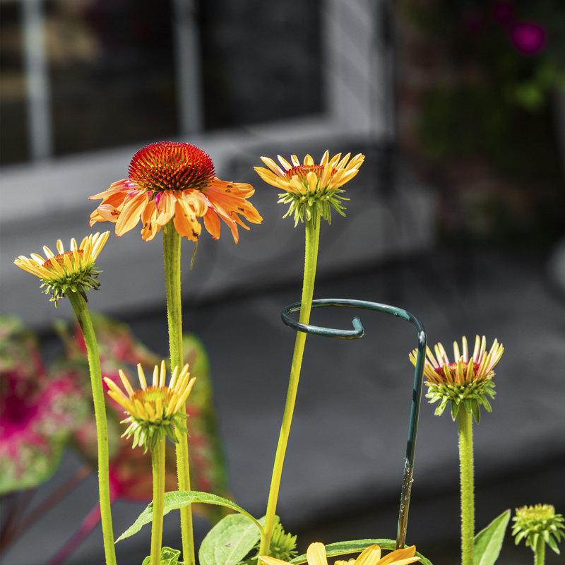 Support pour plantes LeChee