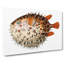 Balloon fish by George Shaw - Wrapped Canvas-55304343