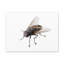 No Frame Print on Canvas-100038806