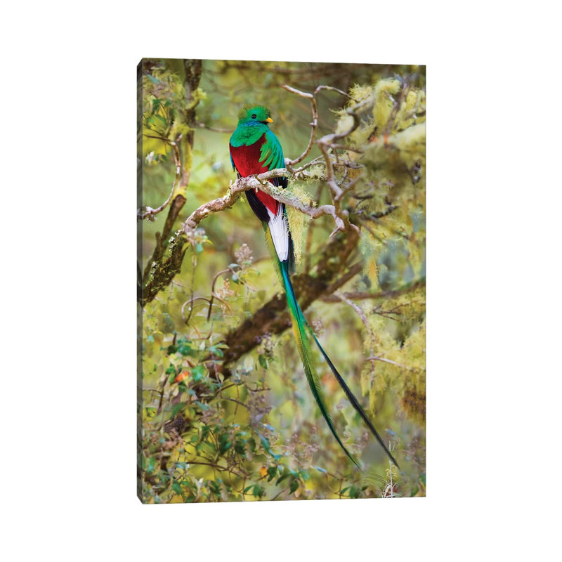Resplendent Quetzal Perching On Branch, Talamanca Mountains, Costa Rica - Wrapped Canvas Print, 20.32 cm H x 30.48 cm W