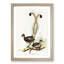 Lyrebird by Elizabeth Gould - Framed Print-55577443-55577445