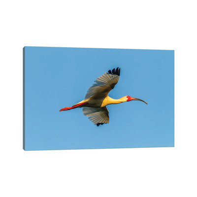 USA, Louisiana, Evangeline Parish. White ibis in flight. 1 Piece Wrapped Canvas Wall Art