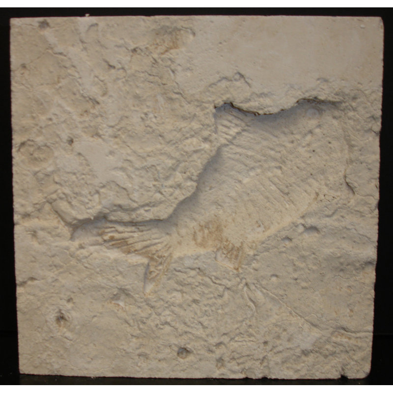 6" x 6" SeaStone Whole Medallion Tile in Buff