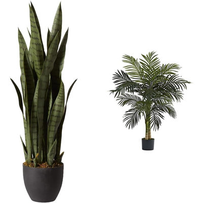 Sansevieria avec jardinière noire et jardin de 4 pi Palmier Golden Cane