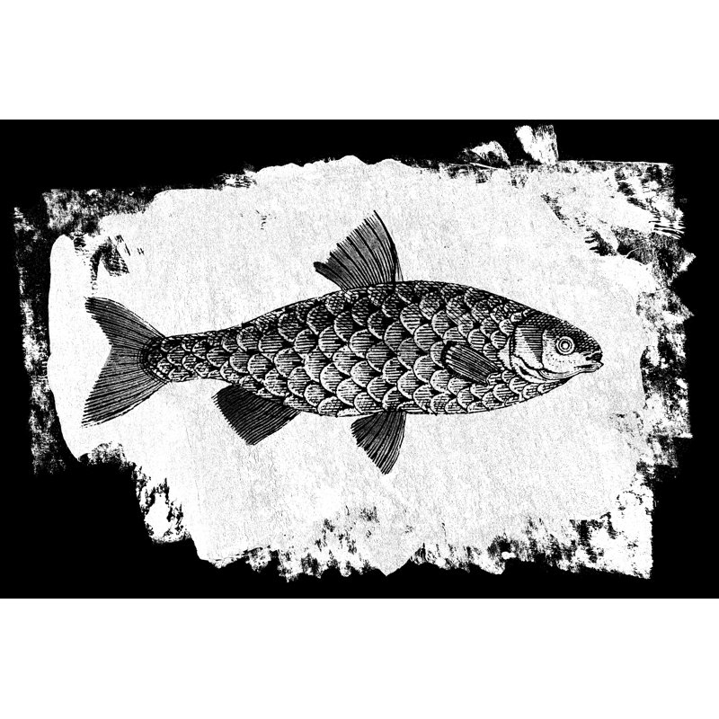Poisson I, H 8 po x l 12 po