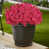 Rose rouge