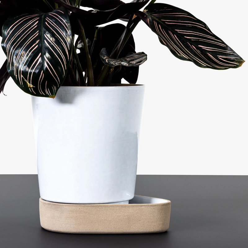 Sip Planter, White
