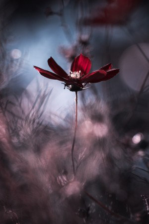 Wrapped Canvas Print, 76.2 cm H x 50.8 cm W