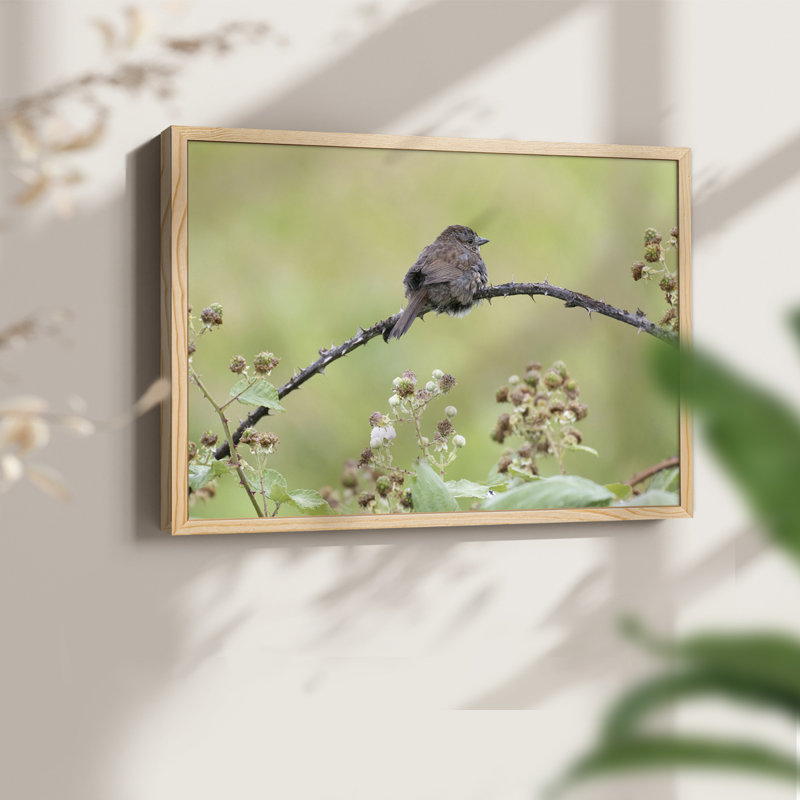 Resting Sparrow -Framed Print - Restickable, H 8 po x l 10 po, Naturel