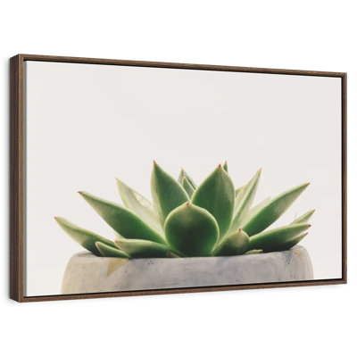 Stone Pot Succulent