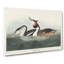 Crested Grebe by John James Audubon - Wrapped Canvas-55370886