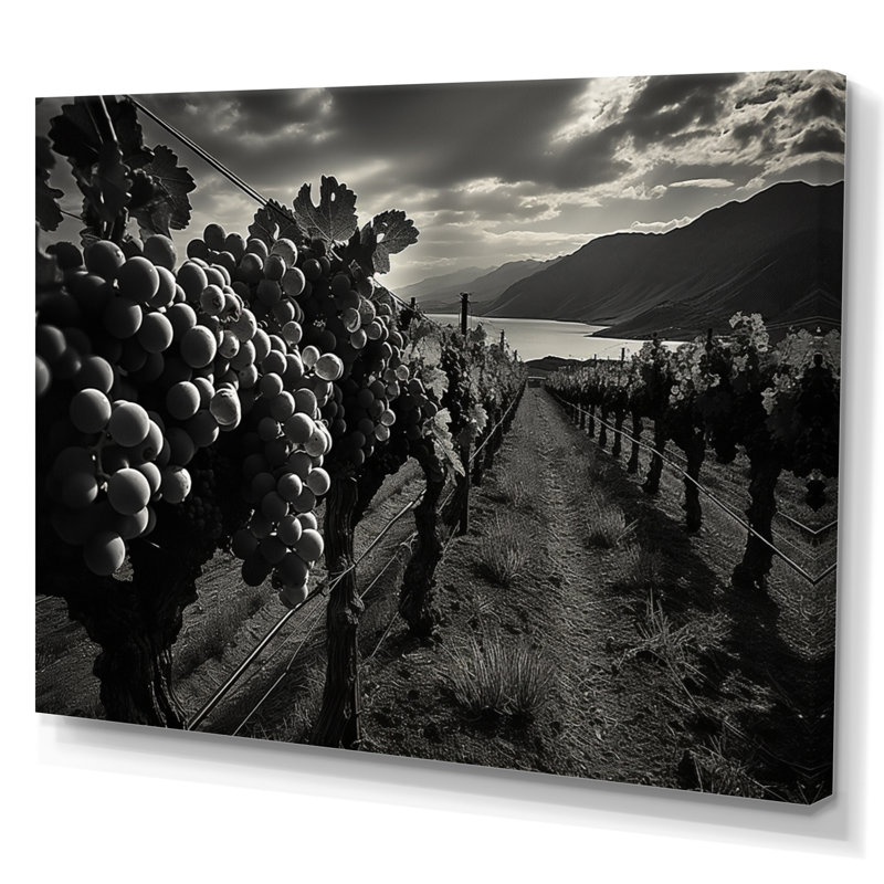 «Scenic Vineyard In Mon monochrome», reproduction d'art sur toile, H 24 po x l 32 po x P 1 po, Toile tendue